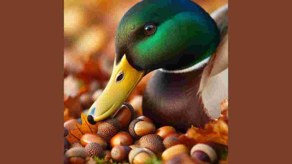 Can Ducks Eat Acorns (1)