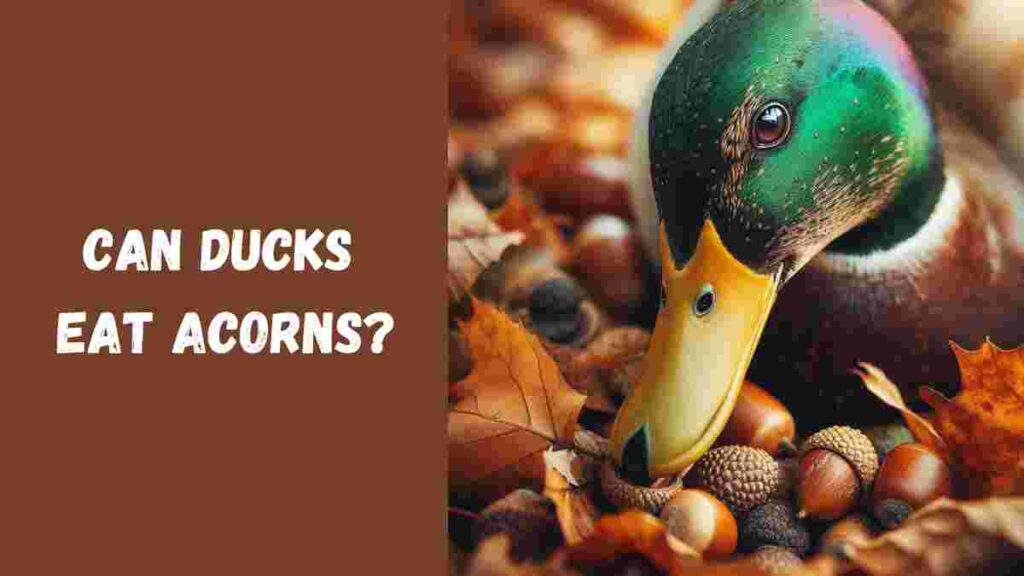 Can Ducks Eat Acorns