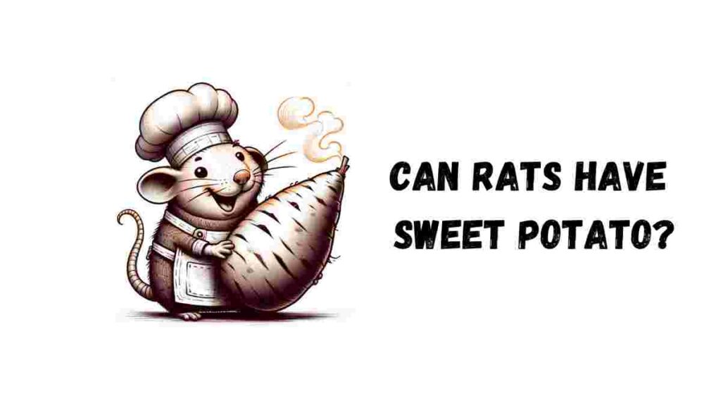 Can Rats Have Sweet Potato