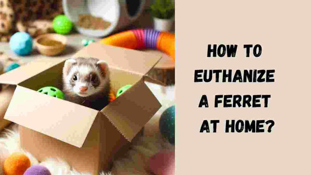 How to Euthanize a Ferret at Home