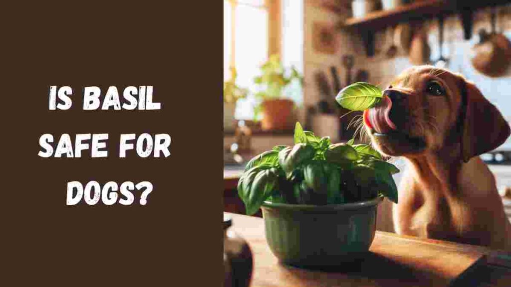 Is Basil Safe for Dogs