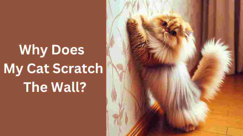 Why Does My Cat Scratch The Wall