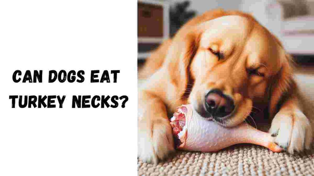 Can Dogs Eat Turkey Necks