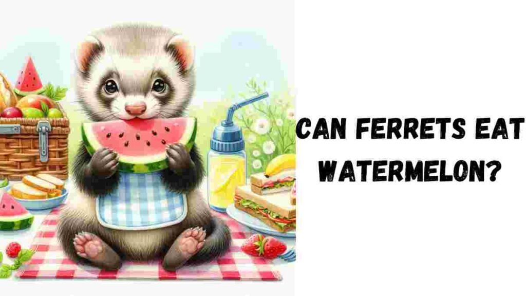 Can Ferrets Eat Watermelon