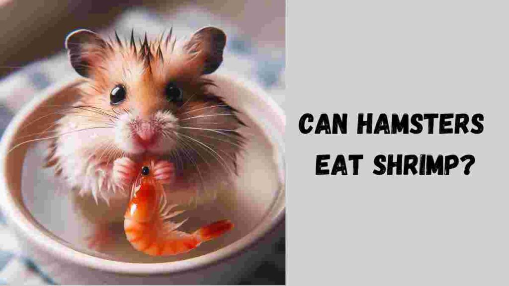 Can Hamsters Eat Shrimp