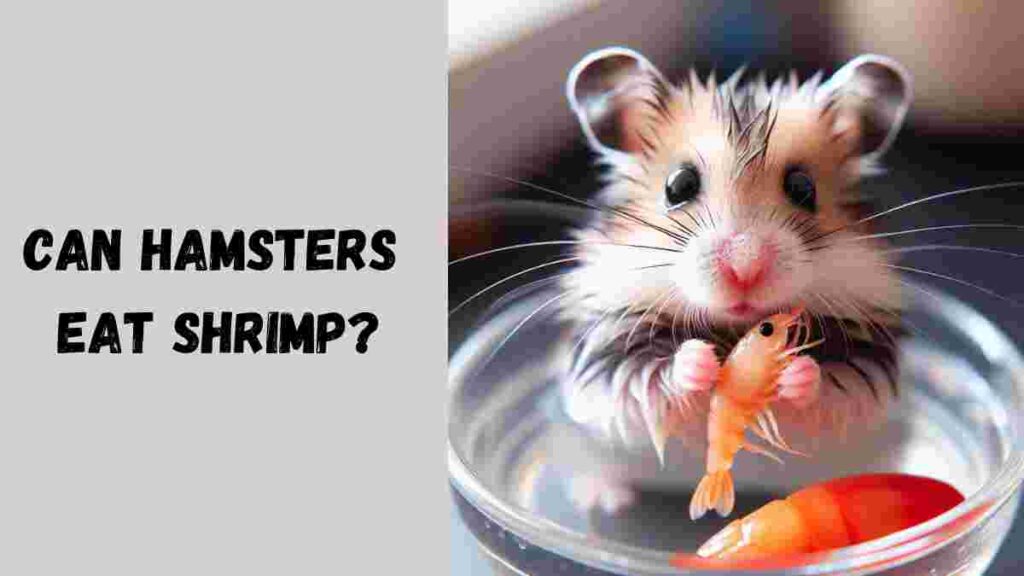 Can Hamsters Eat Shrimp