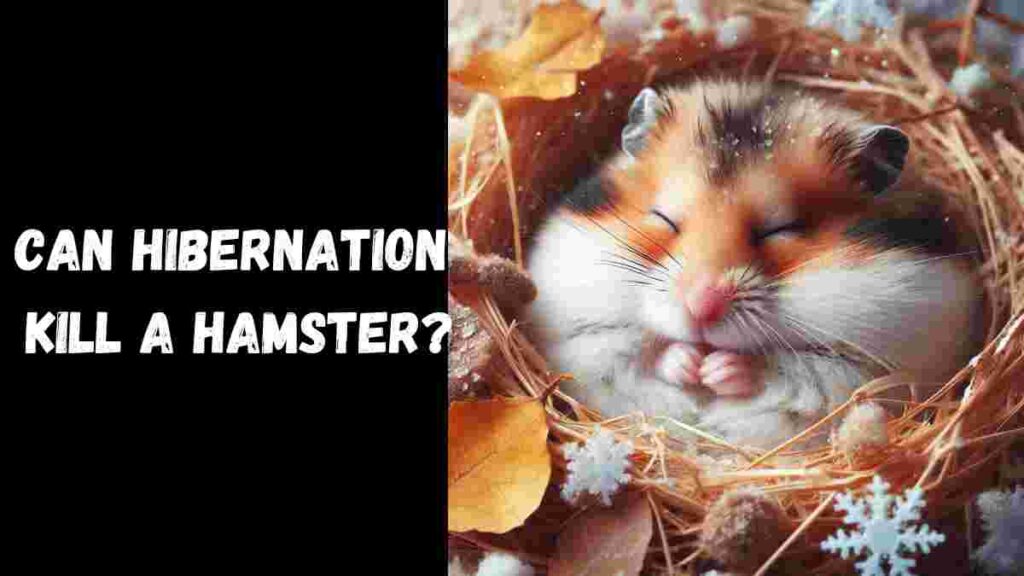 Can Hibernation Kill a Hamster