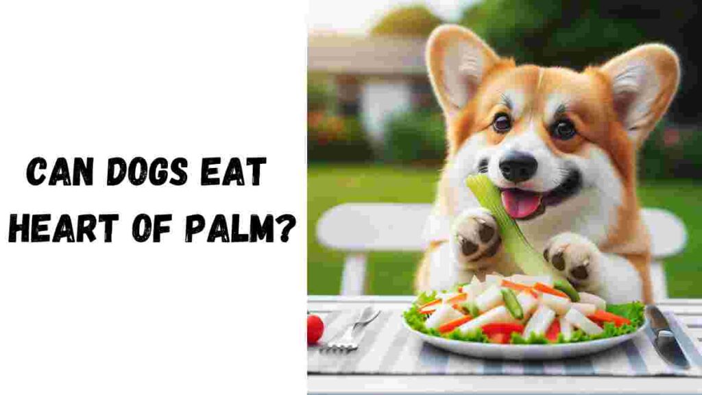 Can dogs eat heart of palm