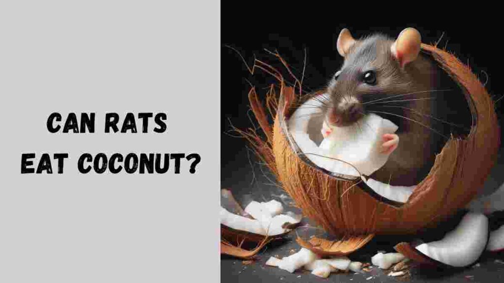 Can rats eat coconut