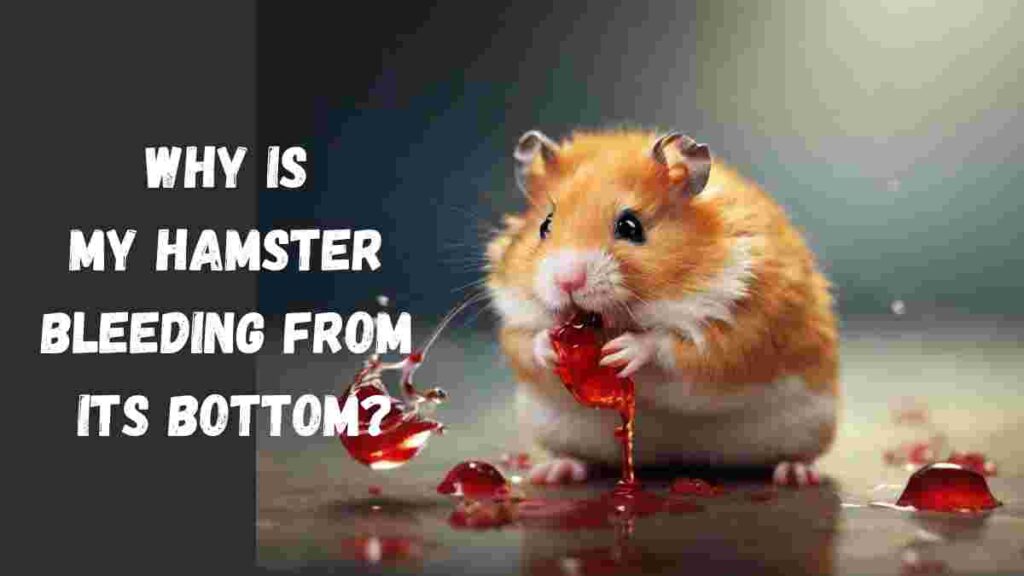 Why Is My Hamster Bleeding From Its Bottom