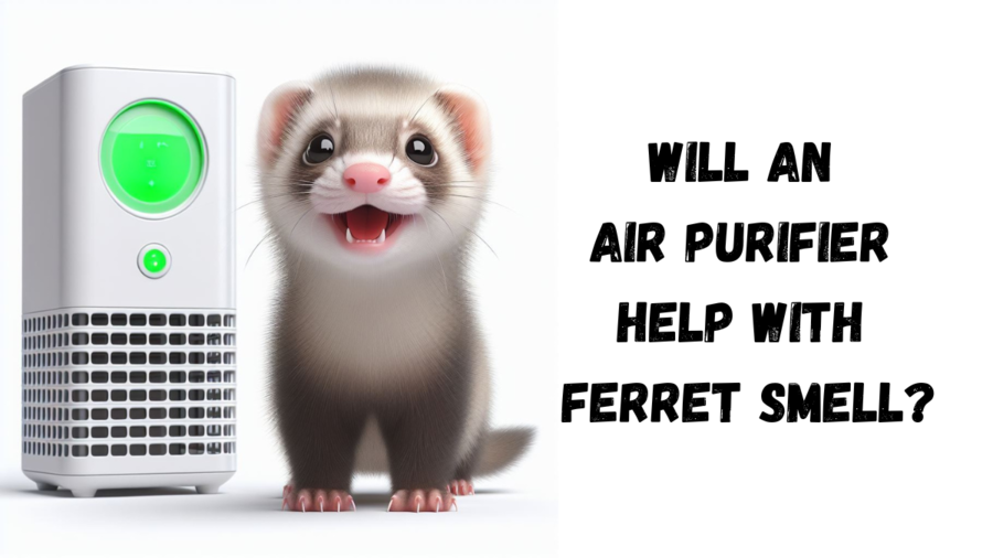 Will an Air Purifier Help with Ferret Smell