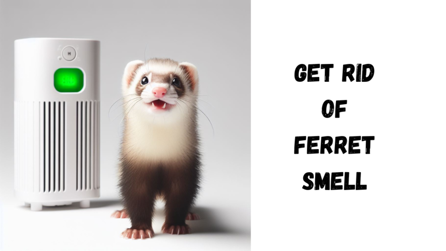 Will an Air Purifier Help with Ferret Smell