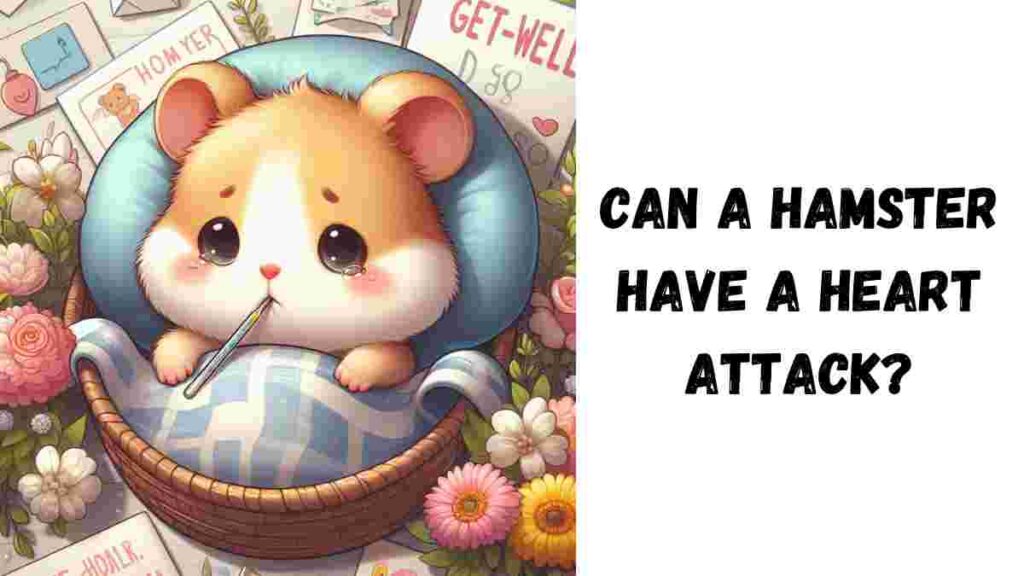 Can a Hamster Have a Heart Attack