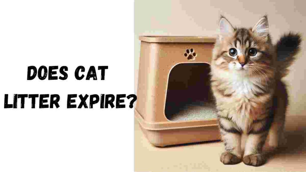 does cat litter expire