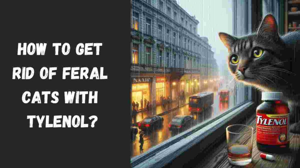 How to get rid of feral cats with Tylenol