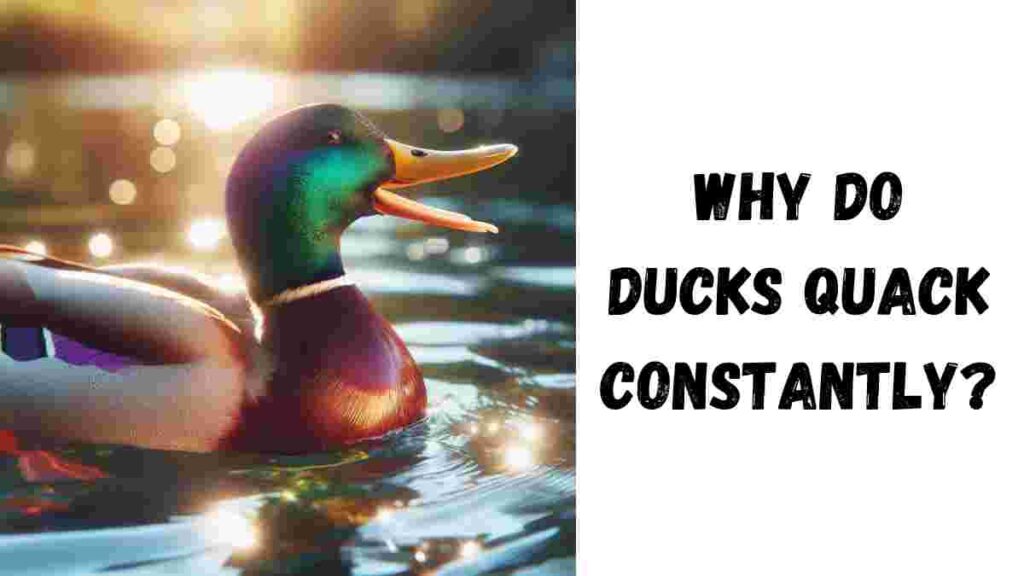 Why Do Ducks Quack Constantly