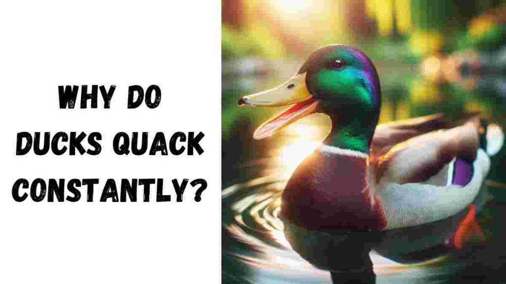 Why Do Ducks Quack Constantly