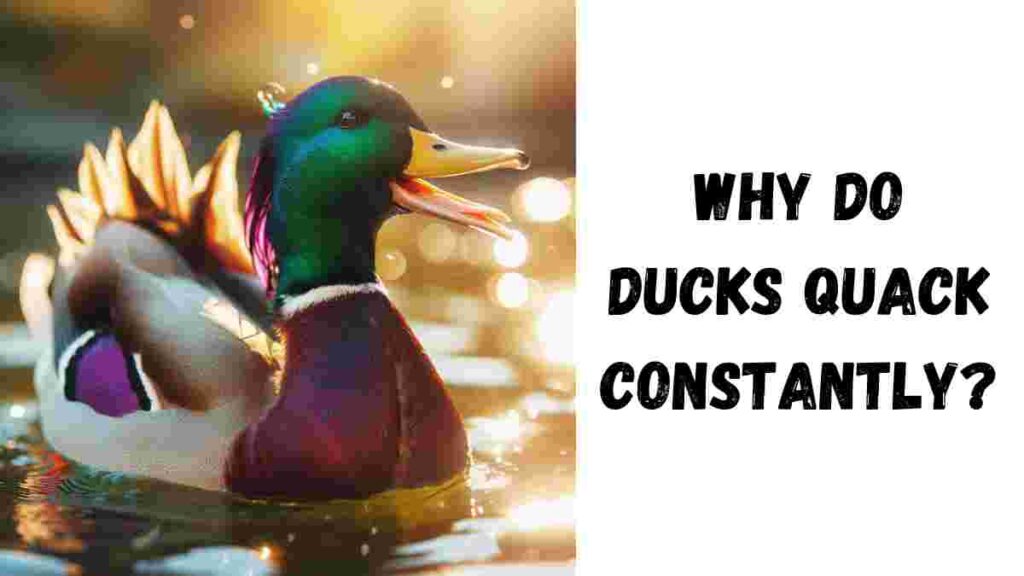 Why Do Ducks Quack Constantly