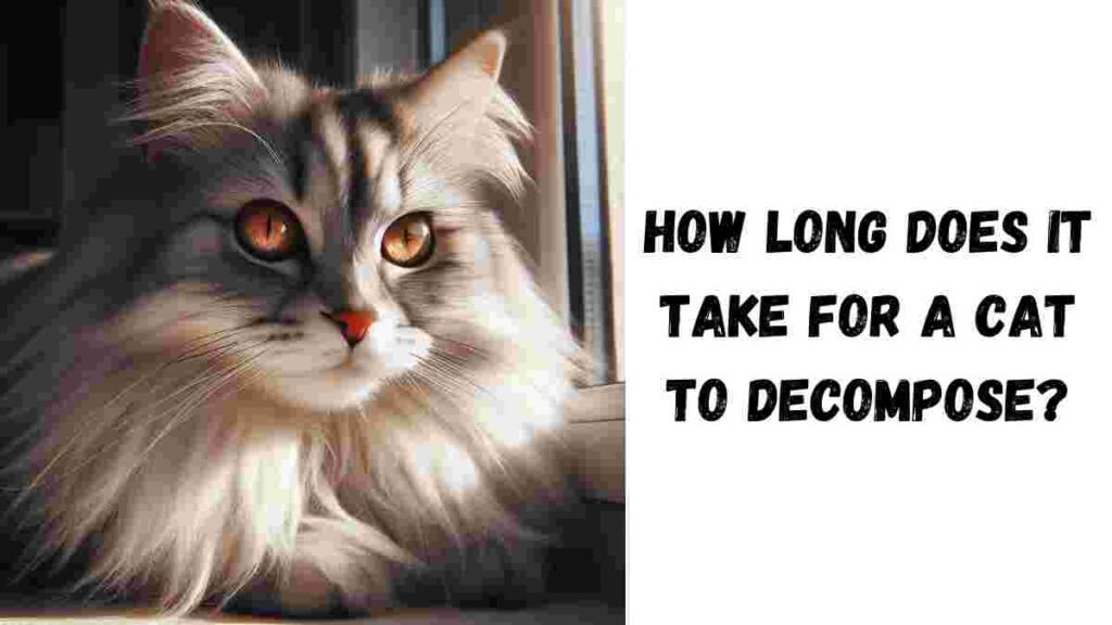 How long does it take for a cat to decompose