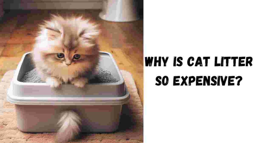 Why is Cat Litter so Expensive