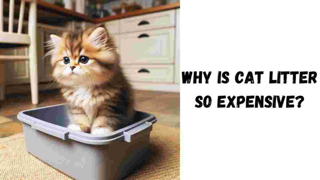 Why is Cat Litter so Expensive