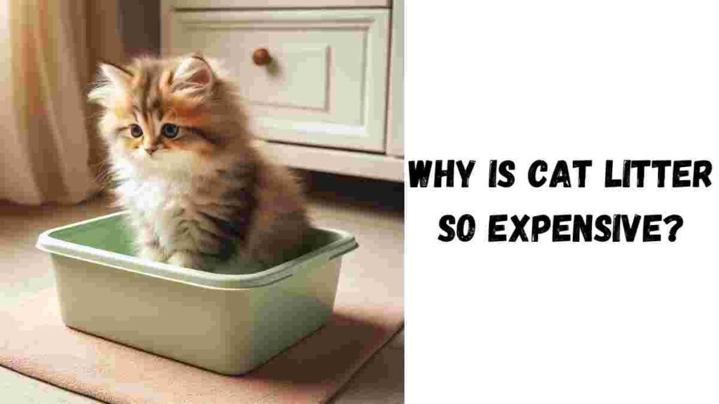 Why is Cat Litter so Expensive