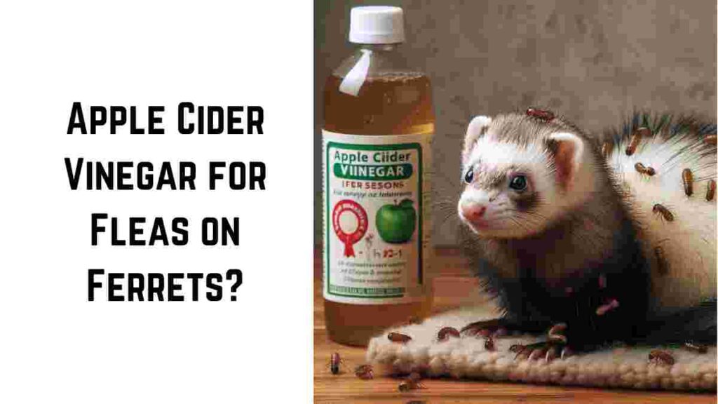 Apple Cider Vinegar for Fleas on Ferrets