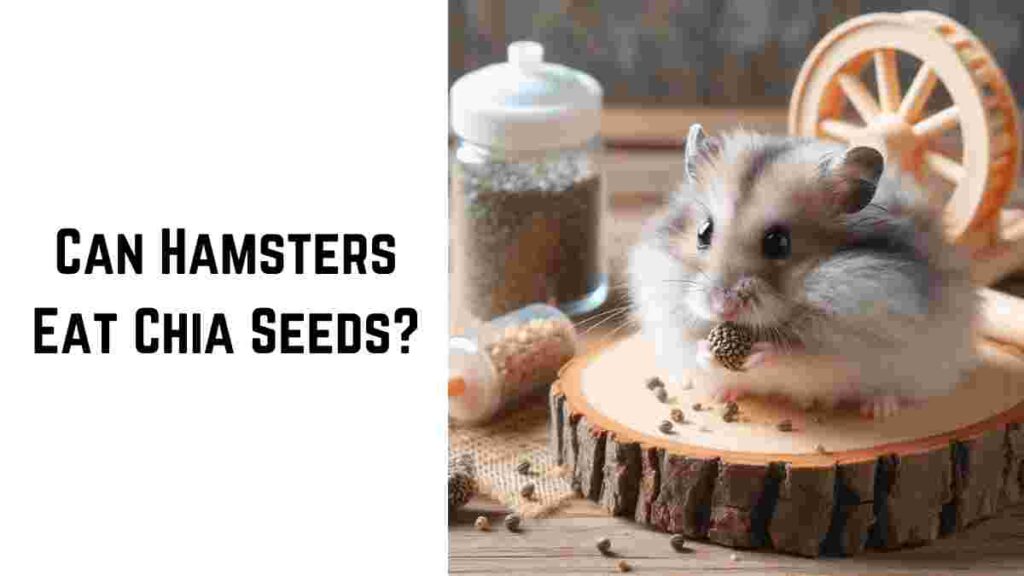 Can Hamsters Eat Chia Seeds