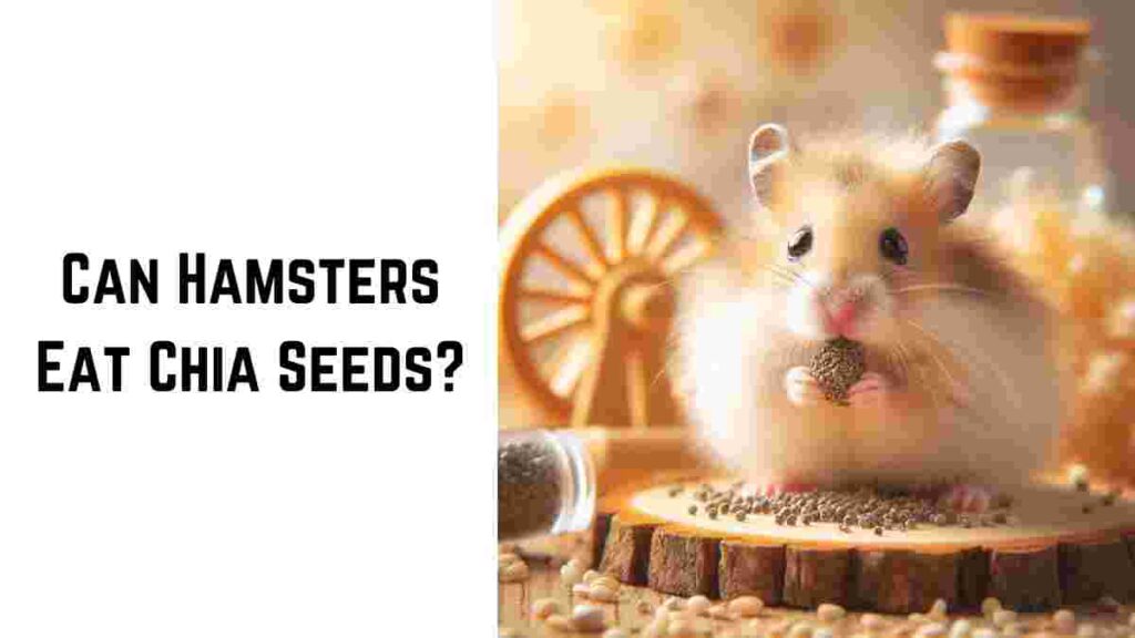 Can Hamsters Eat Chia Seeds