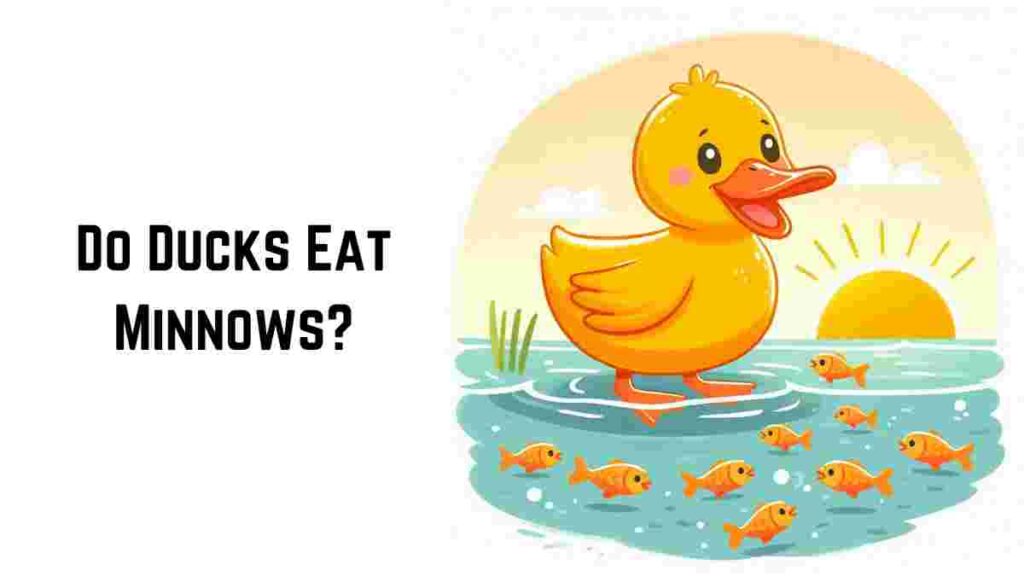 Do Ducks Eat Minnows