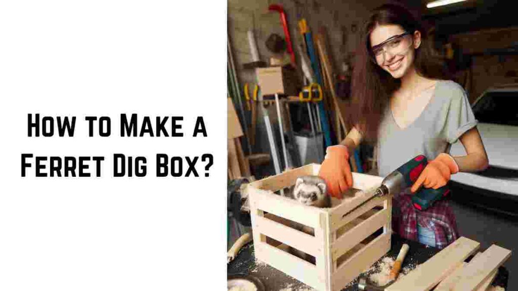 How to Make a Ferret Dig Box