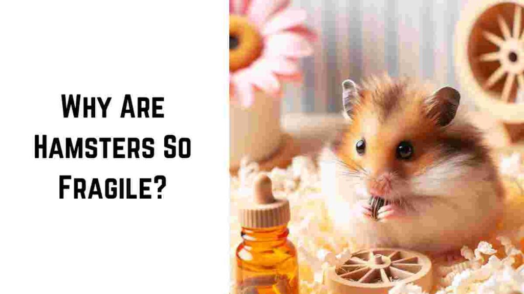 Why Are Hamsters So Fragile