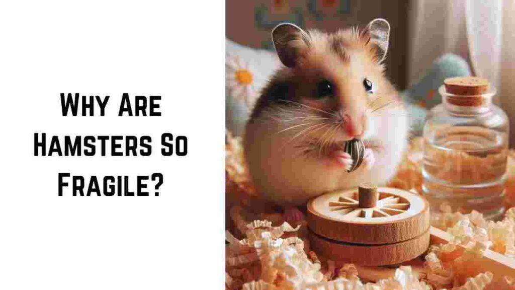 Why Are Hamsters So Fragile