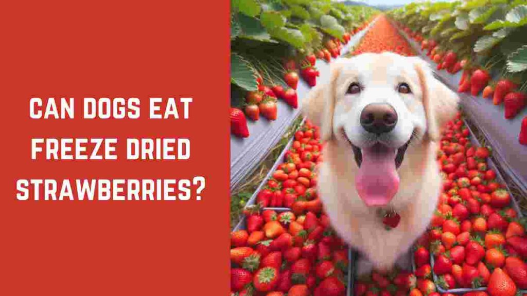 Can Dogs Eat Freeze Dried Strawberries