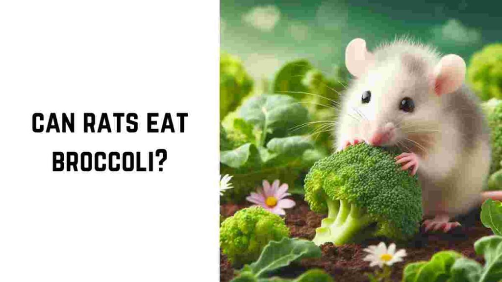 can rats eat broccoli