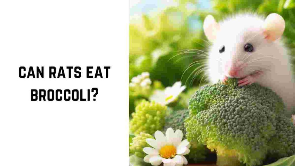 can rats eat broccoli