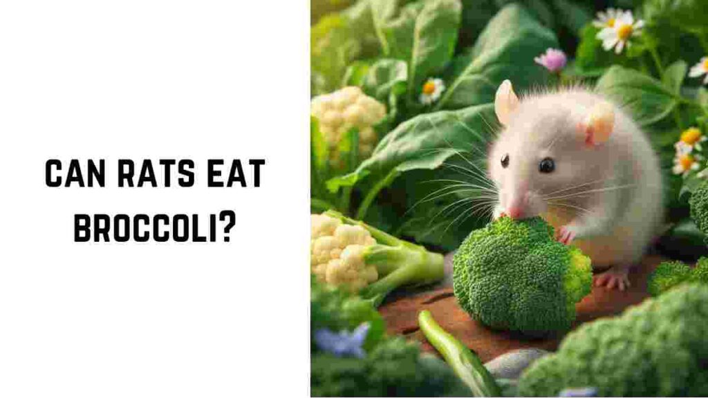 can rats eat broccoli