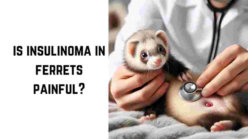 is insulinoma in ferrets painful