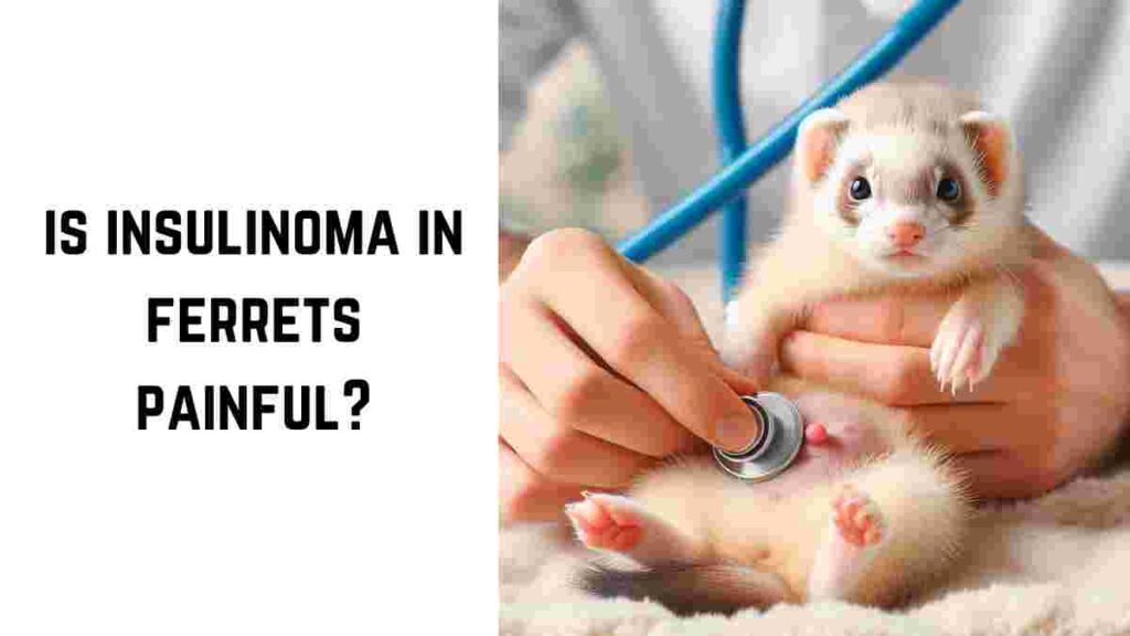 is insulinoma in ferrets painful