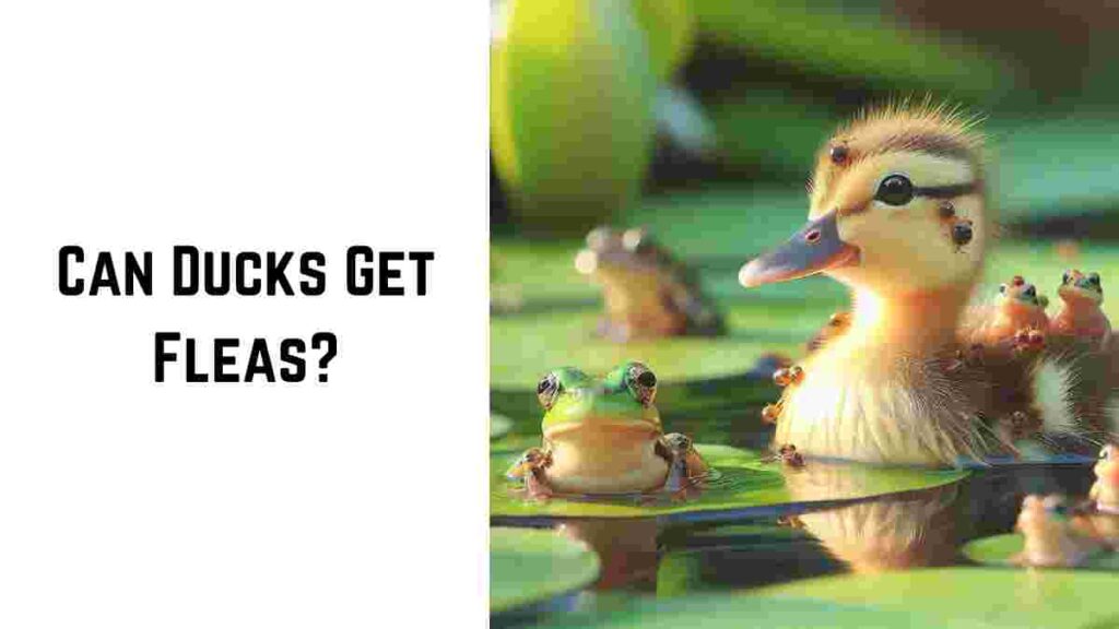 Can Ducks Get Fleas