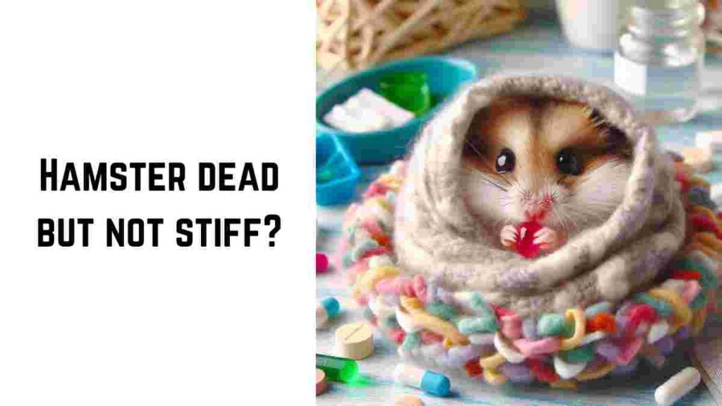 Hamster dead but not stiff