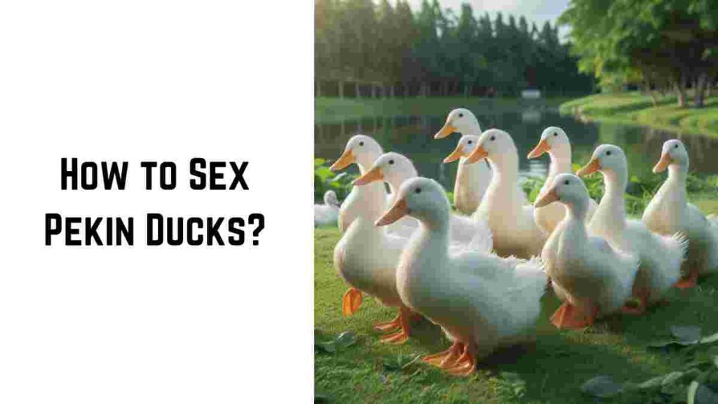 How to Sex Pekin Ducks