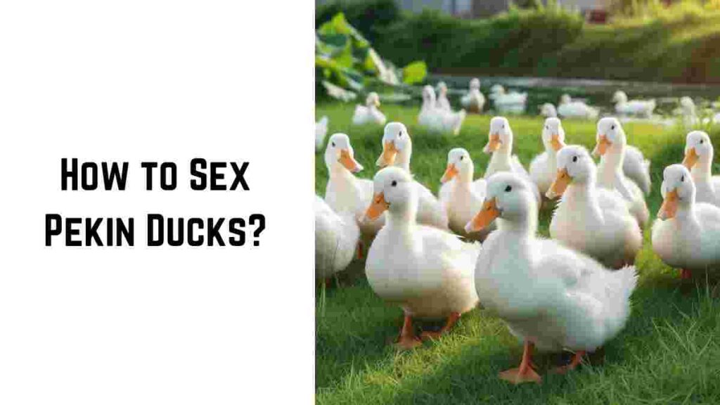 How to Sex Pekin Ducks