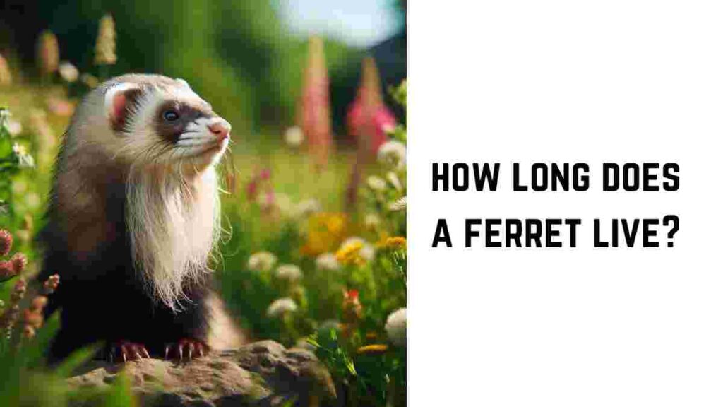 How Long Does a Ferret Live