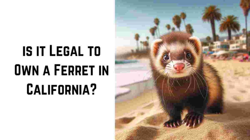 Is it Legal to Own a Ferret in California