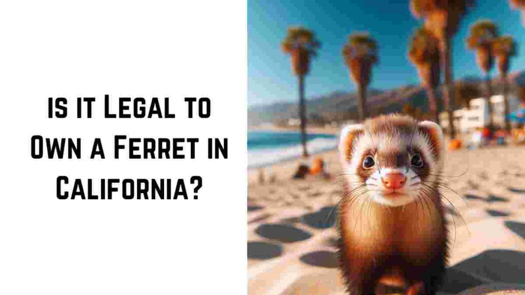 Is it Legal to Own a Ferret in California