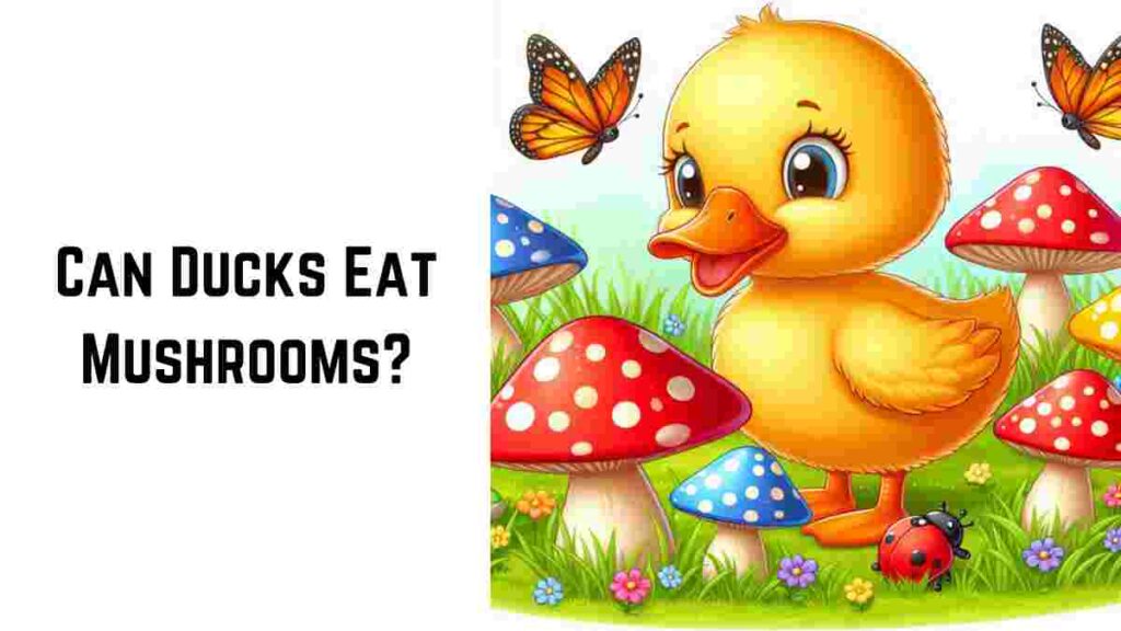 Can Ducks Eat Mushrooms