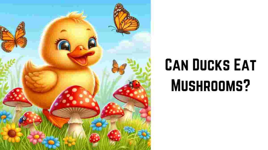 Can Ducks Eat Mushrooms