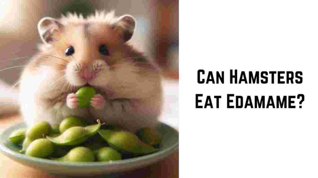 Can Hamsters Eat Edamame