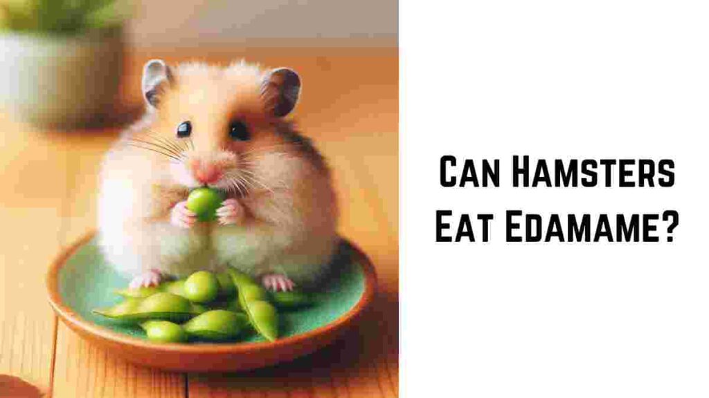 Can Hamsters Eat Edamame